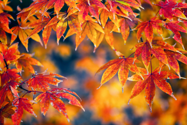 Обои картинки фото природа, листья, осень, желтый