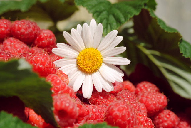 Обои картинки фото еда, малина, лето, ягоды, цветы