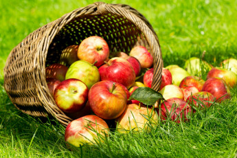 Картинка еда Яблоки корзина яблоки трава