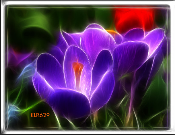 Обои картинки фото 3д графика, flowers , цветы, крокусы