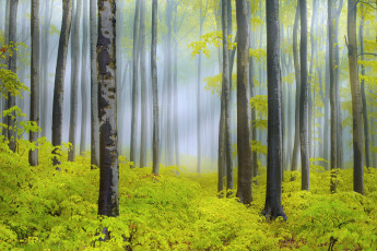 Картинка природа лес свет дымка деревья весна