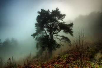 Картинка природа деревья туман сосна