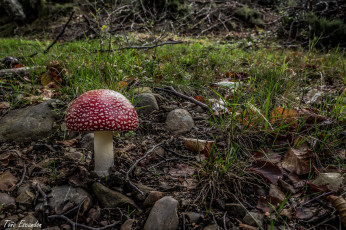 Картинка природа грибы +мухомор грибочек