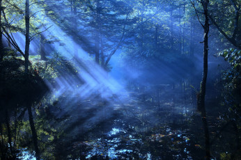Картинка природа лес река дымка лучи свет