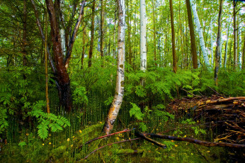 Картинка природа лес сибирь кусты деревья