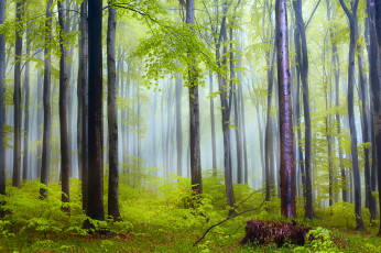 Картинка природа лес утро дымка после дождя