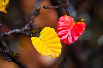 Картинка природа листья осень вода краски ветка