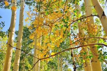 Картинка природа деревья осень листья осина ствол небо