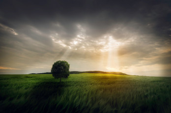 Картинка природа поля поле дерево небо свет лучи