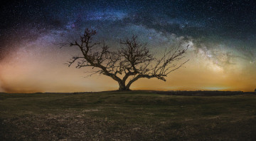 Картинка природа деревья дерево млечный путь звезды небо ночь