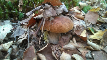 Картинка природа грибы боровик осень листья лес