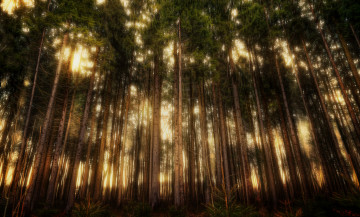 Картинка природа лес ели свет
