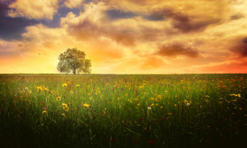 Картинка природа поля поле трава цветы дерево