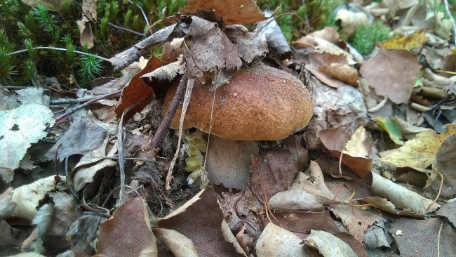 Обои картинки фото природа, грибы, боровик, осень, листья, лес
