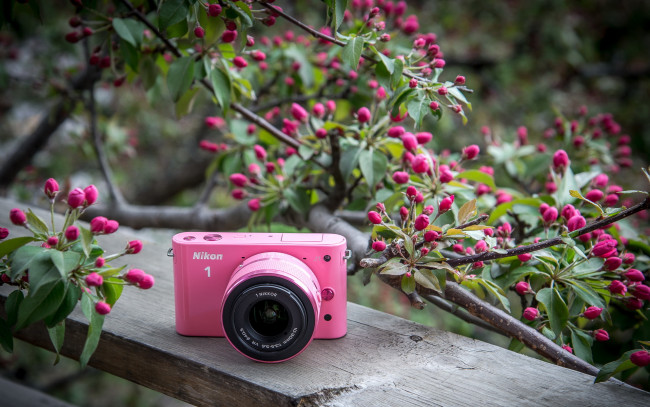 Обои картинки фото бренды, nikon, цветение, дерево, доска, никон, весна, фотоаппарат, розовый, камера