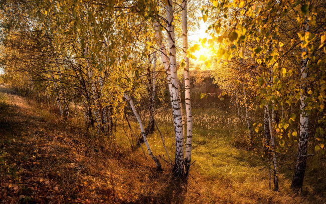 Обои картинки фото природа, лес, солнце, берёзы, деревья, осень