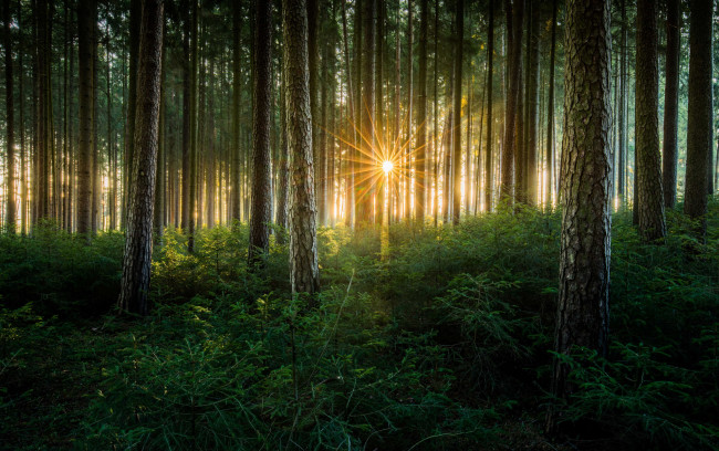 Обои картинки фото природа, лес, деревья, солнце, лучи, свет