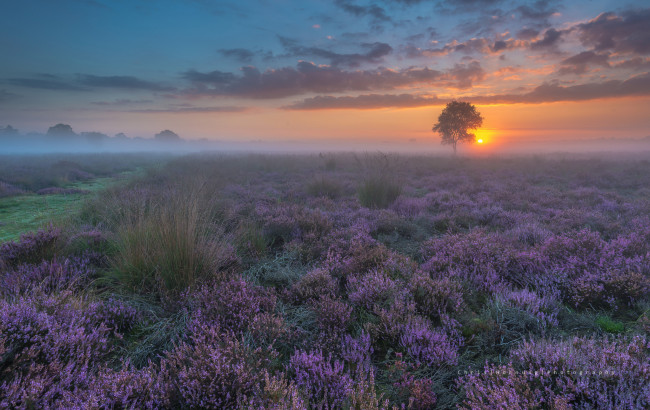Обои картинки фото природа, восходы, закаты, нидерланды, весна, вечер, закат, поле, цветы, дымка, туман