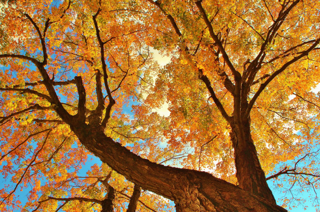 Обои картинки фото природа, деревья, осень, листья, ветки, ствол, дерево, небо