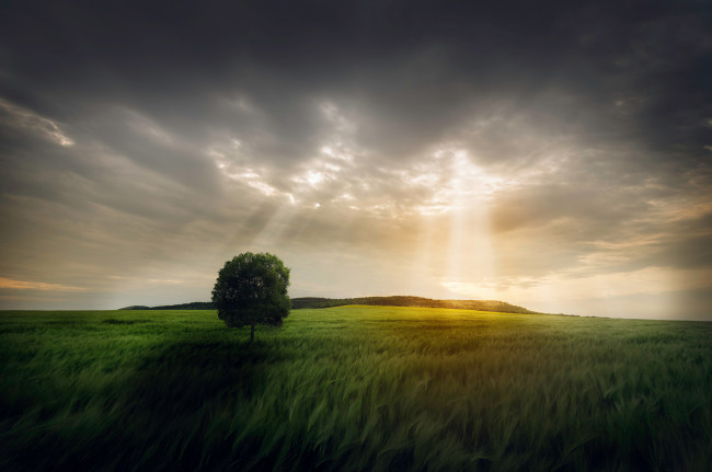 Обои картинки фото природа, поля, поле, дерево, небо, свет, лучи