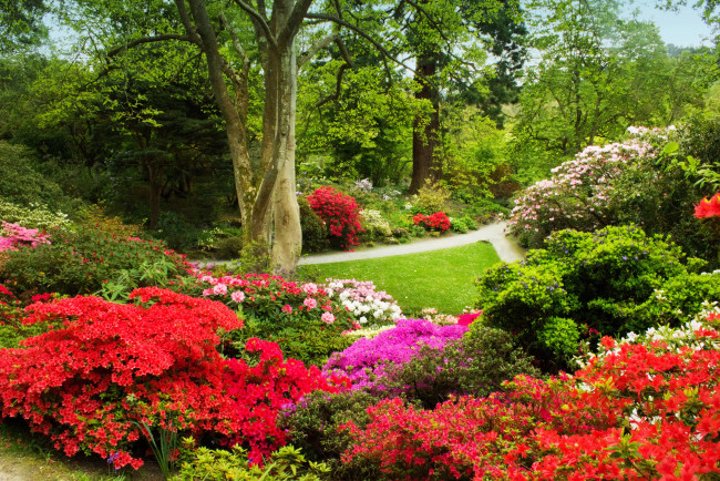 Обои картинки фото bodnant gardens великобритания, природа, парк, bodnant, gardens, wales, великобритания, азалии
