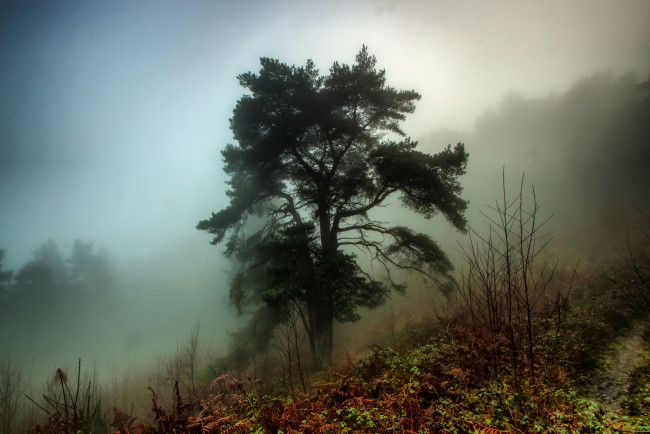 Обои картинки фото природа, деревья, туман, сосна