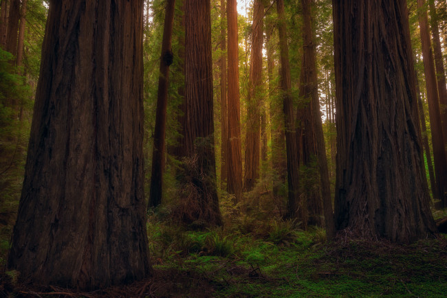 Обои картинки фото природа, лес, сша, штат, калифорния, рэдвуд, секвойи, деревья
