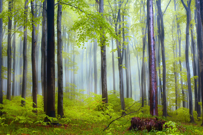 Обои картинки фото природа, лес, утро, дымка, после, дождя