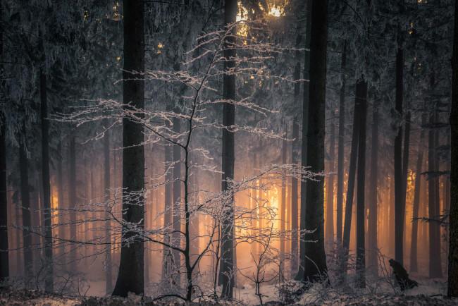 Обои картинки фото природа, лес, зима, свет, ветки