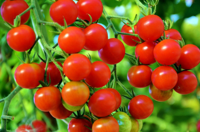 Обои картинки фото природа, плоды, урожай, томаты, помидоры