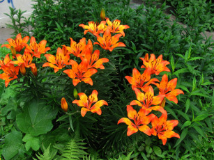 Картинка цветы лилии +лилейники оранжевый
