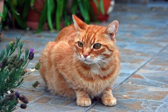 Картинка рыжий+кот животные коты кот рыжий