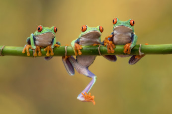 Картинка животные лягушки троица