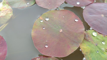 Картинка природа листья лотос лист вода