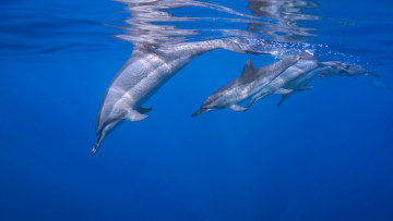 обоя животные, дельфины, океан, дельфин
