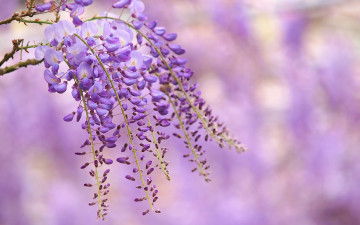 Картинка цветы глициния цветение ветка