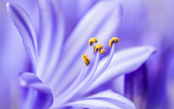 Картинка цветы лилии +лилейники белая лилия тычинки