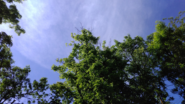 Обои картинки фото природа, деревья, небо