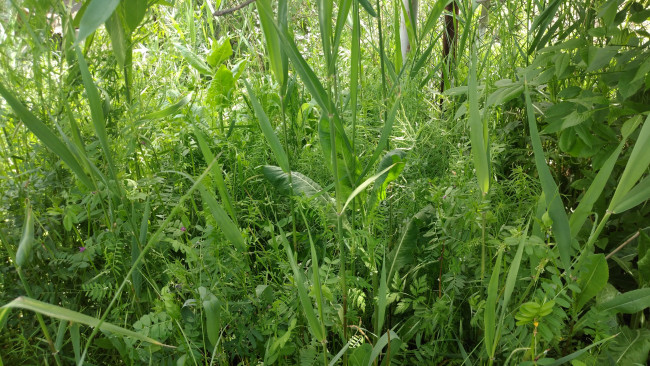 Обои картинки фото природа, макро, трава