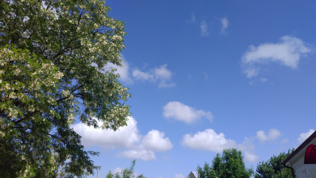Обои картинки фото природа, облака, акацыя