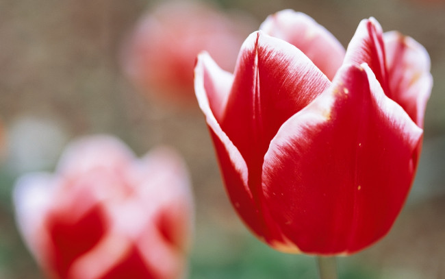 Обои картинки фото цветы, тюльпаны, красные, кайма