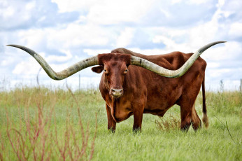 Картинка животные коровы +буйволы рога корова