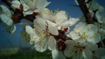обоя цветы, цветущие деревья ,  кустарники, весна, 2018