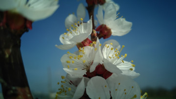 обоя цветы, цветущие деревья ,  кустарники, весна, 2018
