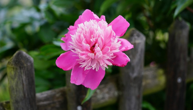 Обои картинки фото цветы, пионы, розовый, пион, макро