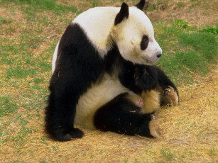 обоя животные, панды