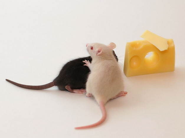 Обои картинки фото животные, крысы, мыши