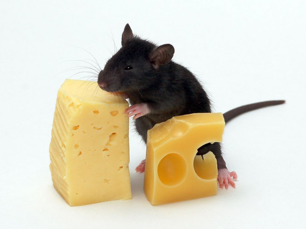 Обои картинки фото животные, крысы, мыши