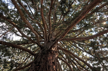Картинка природа деревья ветки крона гигант