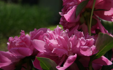 Картинка цветы пионы розовые крупно